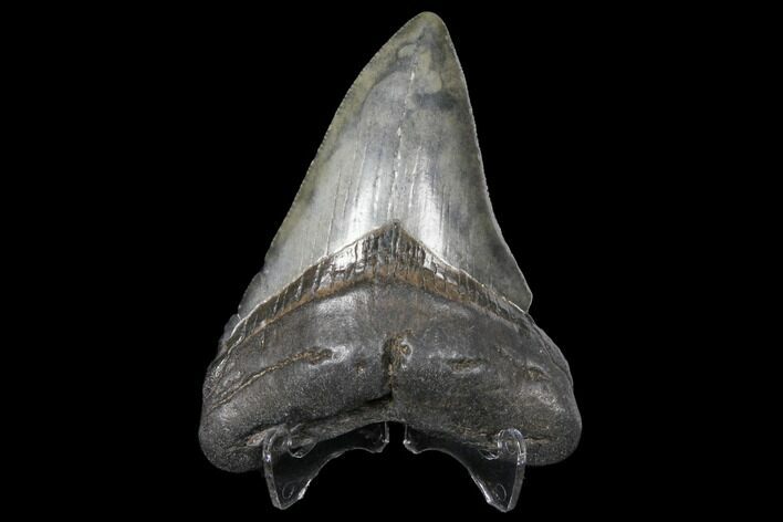 Fossil Megalodon Tooth - South Carolina #130731